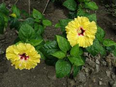 Ibišek (Hibiscus rosa sinensis L.)