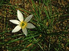 Zephyranthes candida (Lindl.) Herb. 