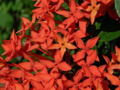 Ixora javanica (Blume) DC., pětičetný květ (1a)