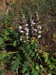 Paznehtník měkký (Acanthus mollis L.)