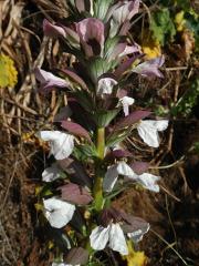 Paznehtník měkký (Acanthus mollis L.)