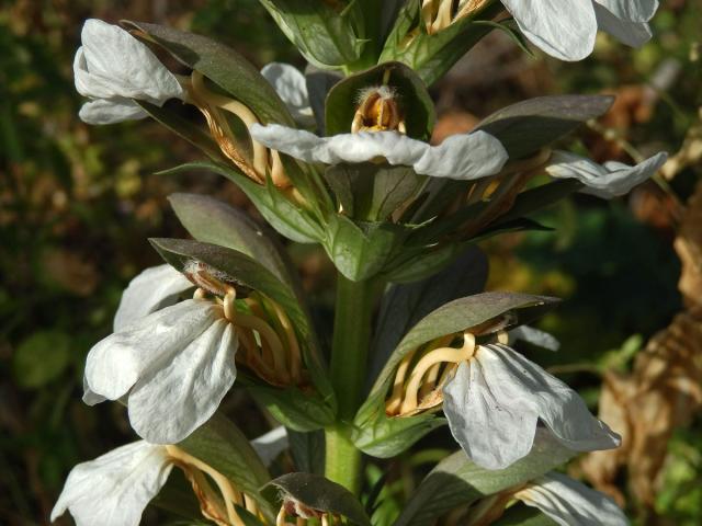 Paznehtník měkký (Acanthus mollis L.)