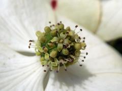 Svída japonská (Cornus kousa Buerg.) Hance)