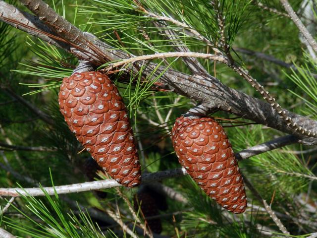Borovice halepská (Pinus halepensis P. Miller)