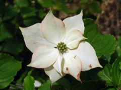 Svída japonská (Cornus kousa Buerg.) Hance), zdvojený počet listenů