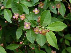 Brslen bradavičnatý (Euonymus verrucosa Scop.) 