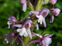 Pětiprstka žežulník (Gymnadenia conopsea (L.) R. Br.)