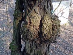 Tumory na akátu (Robinia pseudoacacia L.) (14b)