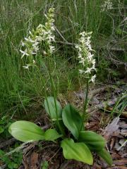 Vemeník (Platanthera L. C. Richard)