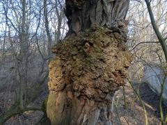 Tumory na akátu (Robinia pseudoacacia L.) (14c)