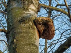 Nádor na bříze bělokoré (Betula pendula Roth) (34c)