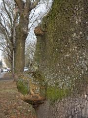 Nádor na jasanu ztepilém (Fraxinus excelsior L.) (8b)