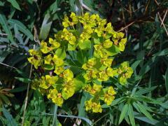 Pryšec (Euphorbia dendroides L.)