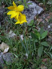 Tulipán planý (Tulipa sylvestris L.)