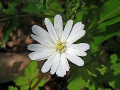 Sasanka (Anemone apennina L.)