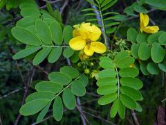 Senna suratensis (Burm. f.) H. S. Irwin et Barneby   