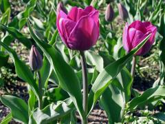 Tulipán zahradní (Tulipa x gesnerana L.)  