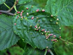 Hálky vlnovníka (Phytoptus laevis) na olši šedé (Alnus incana)