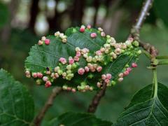 Hálky vlnovníka (Phytoptus laevis) na olši šedé (Alnus incana)