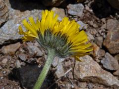 Jestřábník alpský (Hieracium alpinum L.) s fasciací stonku (1c)