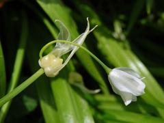 Česnek podivný (Alium paradoxum (M. Bieb.) G. Don)