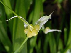 Česnek podivný (Alium paradoxum (M. Bieb.) G. Don)