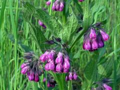 Kostival lékařský (Symphytum officinale L.)