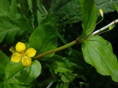 Vrbina hajní (Lysimachia nemorum L.) s čtyřčetným květem