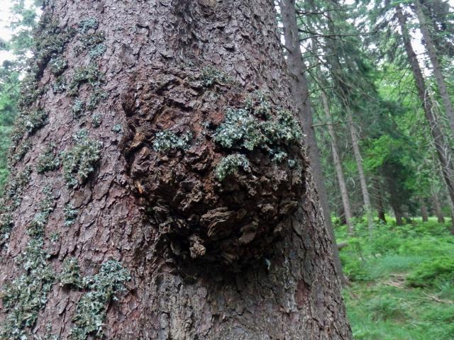 Smrk ztepilý (Picea abies (L.) Karsten) (10) s nádorem na kmeni