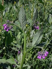 Kostival lékařský (Symphytum officinale L.)