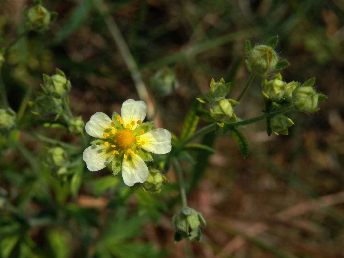 Mochna stříbrná (Potentilla argentea L.) se světlými kěty (1b)