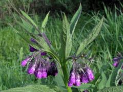 Kostival lékařský (Symphytum officinale L.)