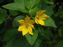 Vrbina tečkovaná (Lysimachia punctata L.) se sedmičetným květem (2a)