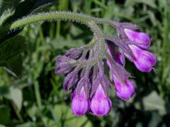 Kostival lékařský (Symphytum officinale L.)