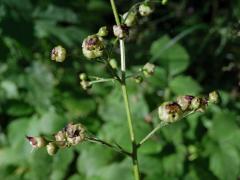 Hálky žlabatky Asphondylia scrophulariae na krtičníku (Scrophularia nodosa L.)