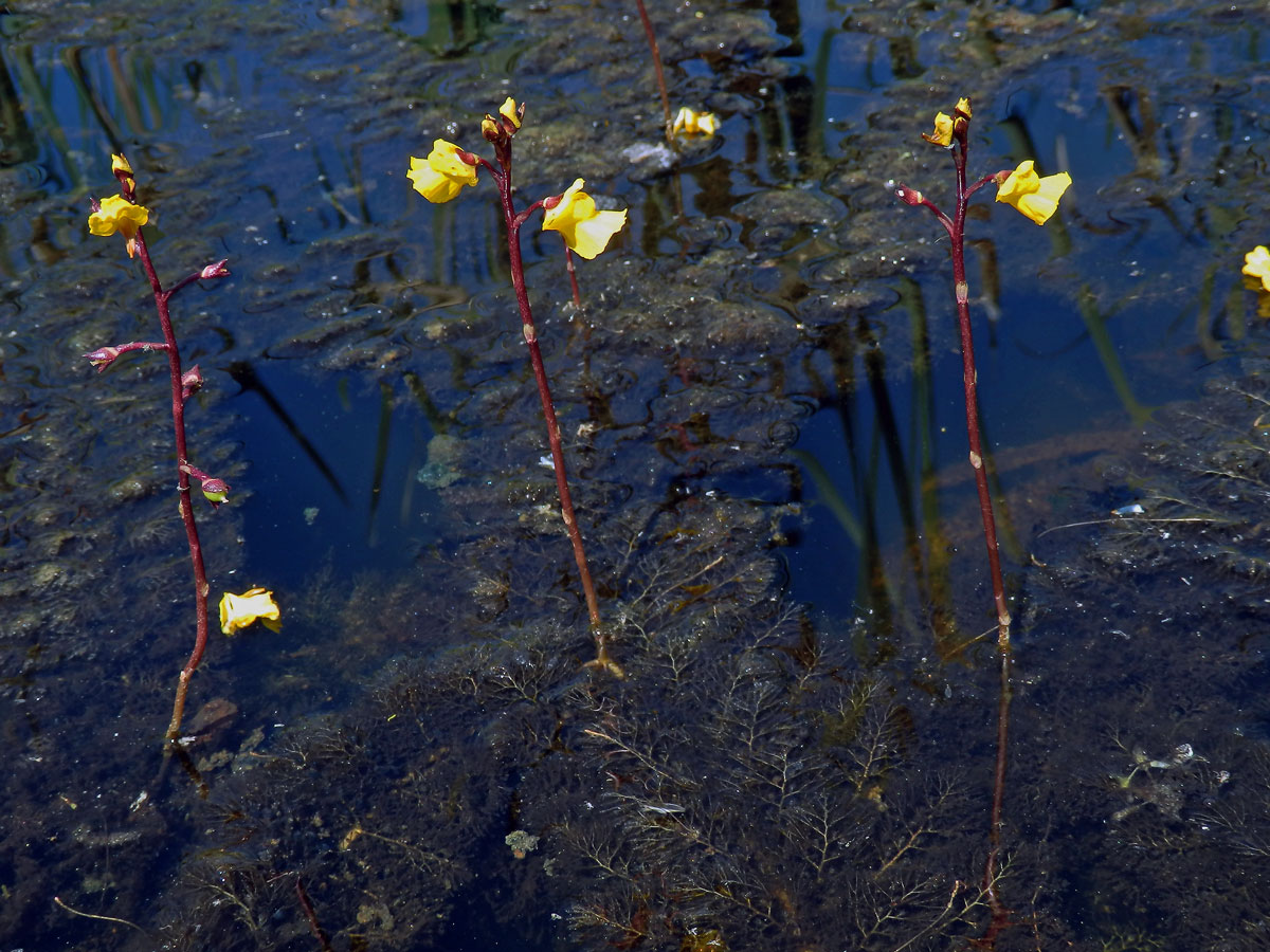 Bublinatka obecná (Utricularia vulgaris L.)