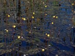 Bublinatka obecná (Utricularia vulgaris L.)