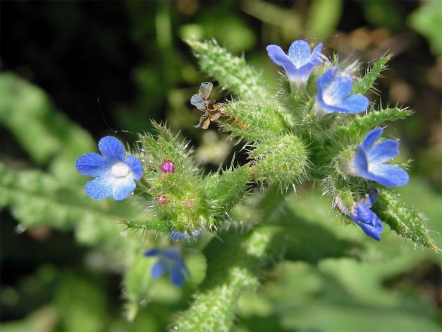 Prlina rolní (Lycopsis arvensis L.)