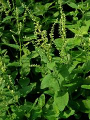 Ožanka čpavá (Teucrium scordium L.)