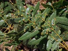 Hálky vlnovníka Aceria brachytarsus na ořešáku (Juglans californica S. Wats.)