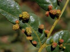 Hálky vlnovníka Aceria brachytarsus na ořešáku (Juglans californica S. Wats.)