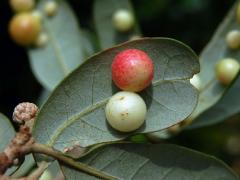 Hálky žlabatky Belonocnema treatae na dubu Quercus fusiformis Small