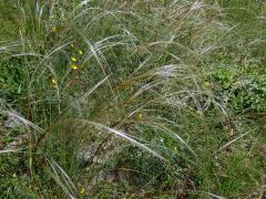 Kavyl (Stipa L.)