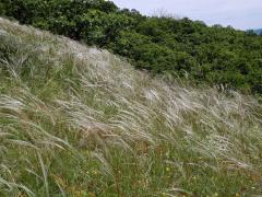 Kavyl Ivanův (Stipa pennata L.)