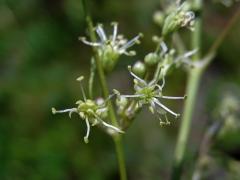 Silenka ušnice (Silene otites (L.) Wibel)