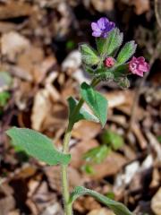 Plicník (Pulmonaria L.)