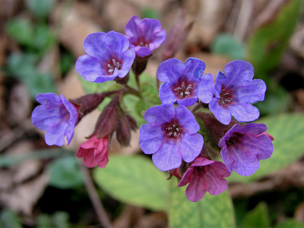 Plicník tmavý (Pulmonaria obscura Dumort.)