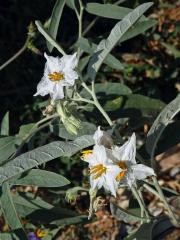 Lilek hlošinolistý (Solanum eleagnifolium Cav.) s bílými květy