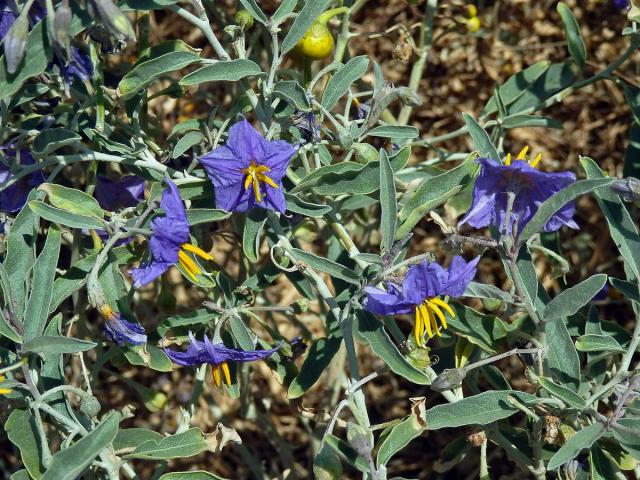 Lilek hlošinolistý (Solanum eleagnifolium Cav.)