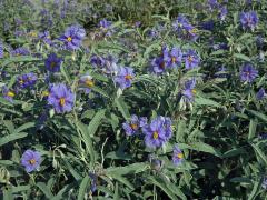 Lilek hlošinolistý (Solanum eleagnifolium Cav.)